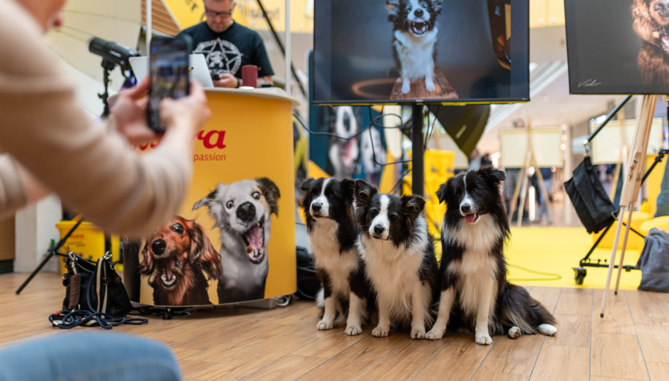 Pooches pose for Josera at Westfield Donau Zentrum